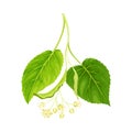 Twig of linden with green leaves and white flowers vector illustration