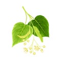 Twig of linden with leaves and flowers. Spring blooming Tilia Cordata tree branch vector illustration