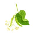 Twig of linden with leaves and flowers. Spring blooming tree branch vector illustration