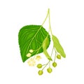 Twig of Linden or Tilia Cordata Blossom with Small Yellow Flower Clusters and Fruit Drupe Vector Illustration