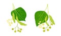 Twig of Linden or Tilia Cordata Blossom with Small Yellow Flower Clusters and Fruit Drupe Vector Set