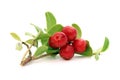 Twig of lingonberry with drops Royalty Free Stock Photo