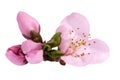 Twig with llowers of blooming flowering peach tree at spring isolated on white background, close up