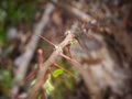 Twig with long pointed thorns