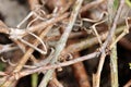 Twig macro blur background texture