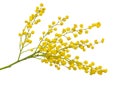 Twig of mimosa with fluffy yellow flowers isolated on white background