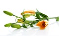 Twig of orange lily flowers Royalty Free Stock Photo