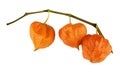 Twig of orange physalis isolated