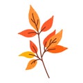 Twig with orange and yellow leaves isolated on white background Royalty Free Stock Photo