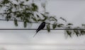 Silhouette of a swallow perched on a rope. Royalty Free Stock Photo