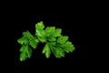 Twig of parslay. Royalty Free Stock Photo