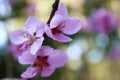 Twig with peach blossoms with trees in the background fruits pink