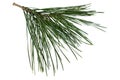 Twig of pine tree isolated on white background Royalty Free Stock Photo