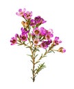 Twig of pink chamelaucium flowers Royalty Free Stock Photo