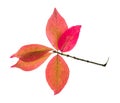 twig with pink leaves of Euonymus shrub in autumn Royalty Free Stock Photo