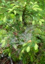 Plant with net in the middle of an old forest