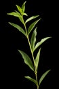 Twig of privet with green foliage , lat. Ligustrum, isolated on black background Royalty Free Stock Photo