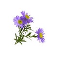Twig Of Purple Aster Amellus Flowers Isolated