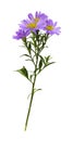 Twig Of Purple Aster Amellus Flowers Isolated