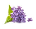 Twig of purple lilac flowers