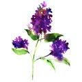 Twig purple lilac, spring flower, Syringa vulgaris, isolated, watercolor illustration