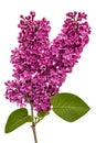 Twig purple lilac, Syringa vulgaris, isolated on white background Royalty Free Stock Photo