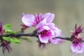 Twig with purple peach flowers