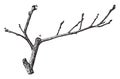 Twig of Quince vintage illustration