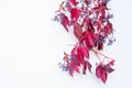 A twig with red leaves and blue berries against a white wall. Royalty Free Stock Photo