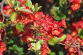 Twig of red-blooming Chaenomeles speciosa - Japanese quince