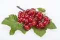 Twig of red currant on green leves isolated on white background Royalty Free Stock Photo