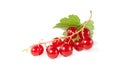Twig of red currants with a green leaf Royalty Free Stock Photo