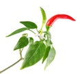 Twig with red green chili pepper flower and leaves Royalty Free Stock Photo