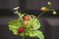 A twig of red sweet juicy wild strawberries on a summer background Royalty Free Stock Photo