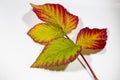 A twig with red and yellow raspberry leaves isolated on a white background on a white background. Autumn background Royalty Free Stock Photo