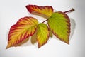 A twig with red and yellow raspberry leaves isolated on a white background on a white background. Autumn background Royalty Free Stock Photo