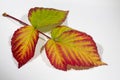 A twig with red and yellow raspberry leaves isolated on a white background on a white background. Autumn background Royalty Free Stock Photo