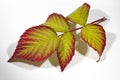 A twig with red and yellow raspberry leaves isolated on a white background on a white background. Autumn background Royalty Free Stock Photo