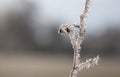 Twig with rime ice needles and blurry background