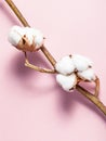 Twig with ripe bolls with cottonwool on pink Royalty Free Stock Photo