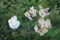 Fading blooms of rose