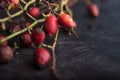 Twig of rose fruits, spring background