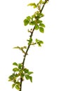 Twig of rose with young green leaves and thorns, isolated on white background Royalty Free Stock Photo