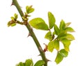 Twig of rose with young green leaves and thorns, isolated on white background Royalty Free Stock Photo