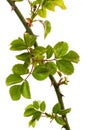 Twig of rose with young green leaves and thorns, isolated on white background Royalty Free Stock Photo