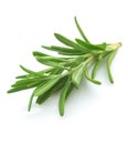 Twig of rosemary