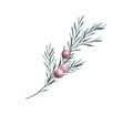 Twig of rosemary with leaves and red berries. Taxus baccata. Juniper essential oil. Kitchen herbs branch and spice. Hand