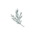 Twig of rosemary with leaves. Taxus baccata. Juniper essential oil. Kitchen herbs branch and spice. Hand drawn