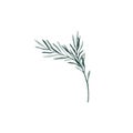 Twig of rosemary with leaves. Taxus baccata. Juniper essential oil. Kitchen herbs branch and spice. Hand drawn