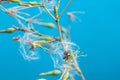 A twig of a rough hawksbeard with seeds Royalty Free Stock Photo